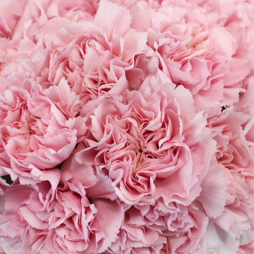 Fresh Carnation Petals - Pookadai Florist Toronto