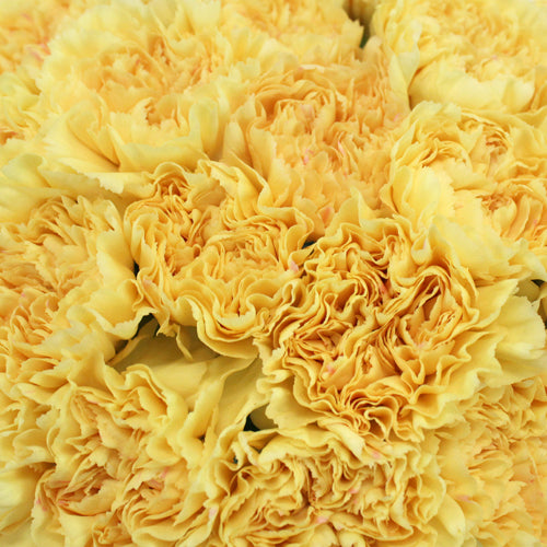 Fresh Carnation Petals - Pookadai Florist Toronto