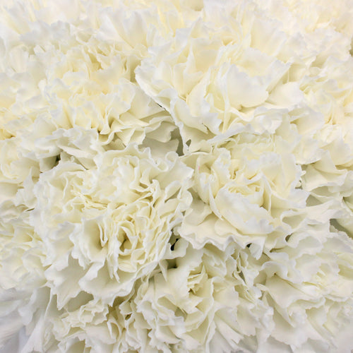 Fresh Carnation Petals - Pookadai Florist Toronto