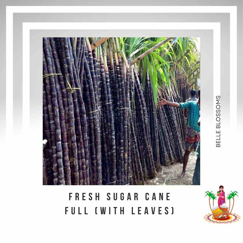 Fresh Sugar Cane - Full (With Leaves) - For Pongal - Pookadai Florist Toronto