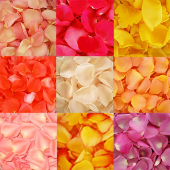 Flower Petals - Fresh Rose Petals - Pookadai Florist Toronto