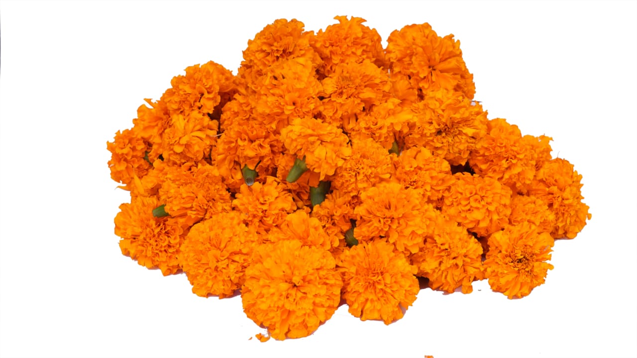 Fresh Marigold / Sevvanthi / Banthipoolu - Pookadai Florist Toronto