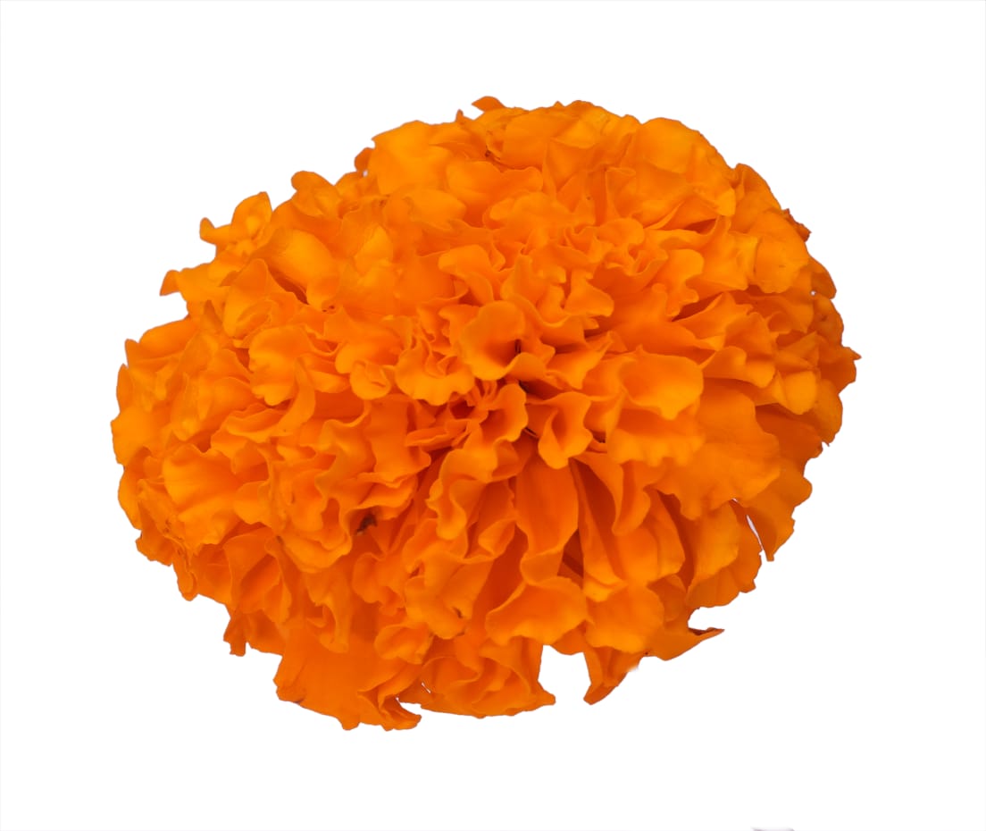 Fresh Marigold / Sevvanthi / Banthipoolu - Pookadai Florist Toronto