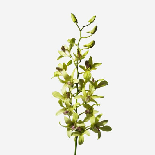 Dendrobium Orchids - Pookadai Florist Toronto