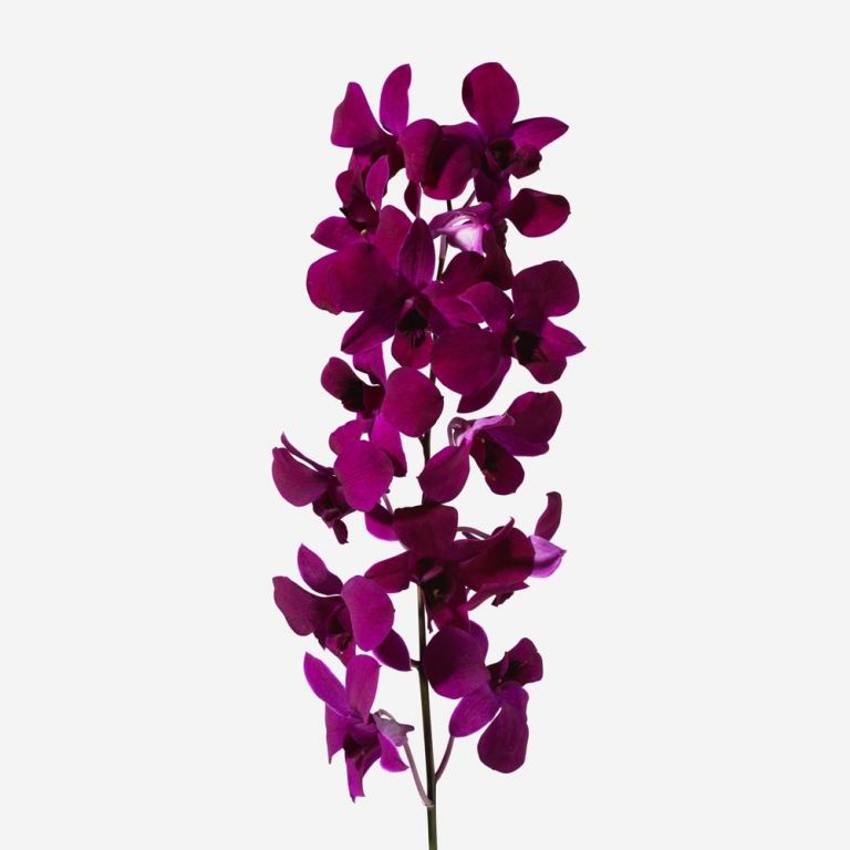 Dendrobium Orchids - Pookadai Florist Toronto