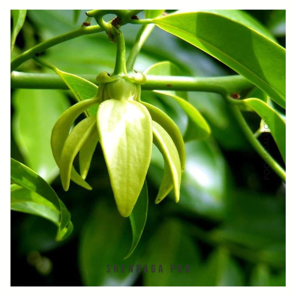 Manorangitham - Green Champak - Pookadai Florist Toronto