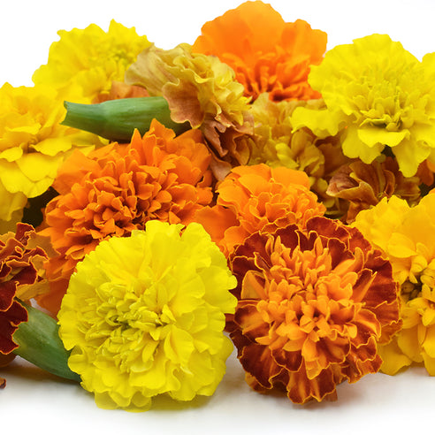 Fresh Marigold / Sevvanthi / Banthipoolu - Pookadai Florist Toronto