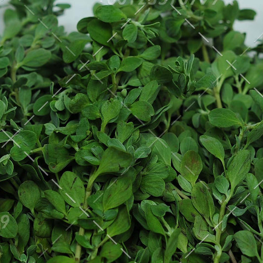 Marugu / Maruvam or Marjoram Leaves - Pookadai Florist Toronto
