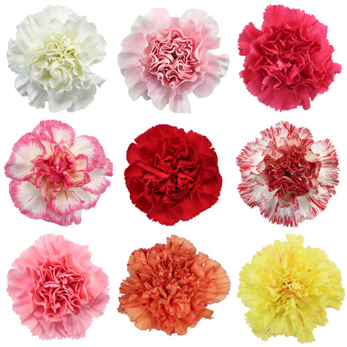 Carnations - Pookadai Florist Toronto