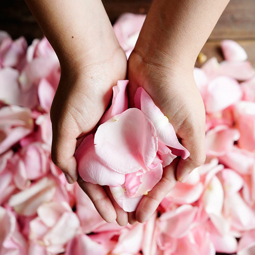 Flower Petals - Fresh Rose Petals - Pookadai Florist Toronto