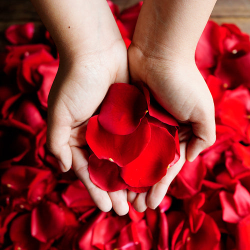 Flower Petals - Fresh Rose Petals - Pookadai Florist Toronto