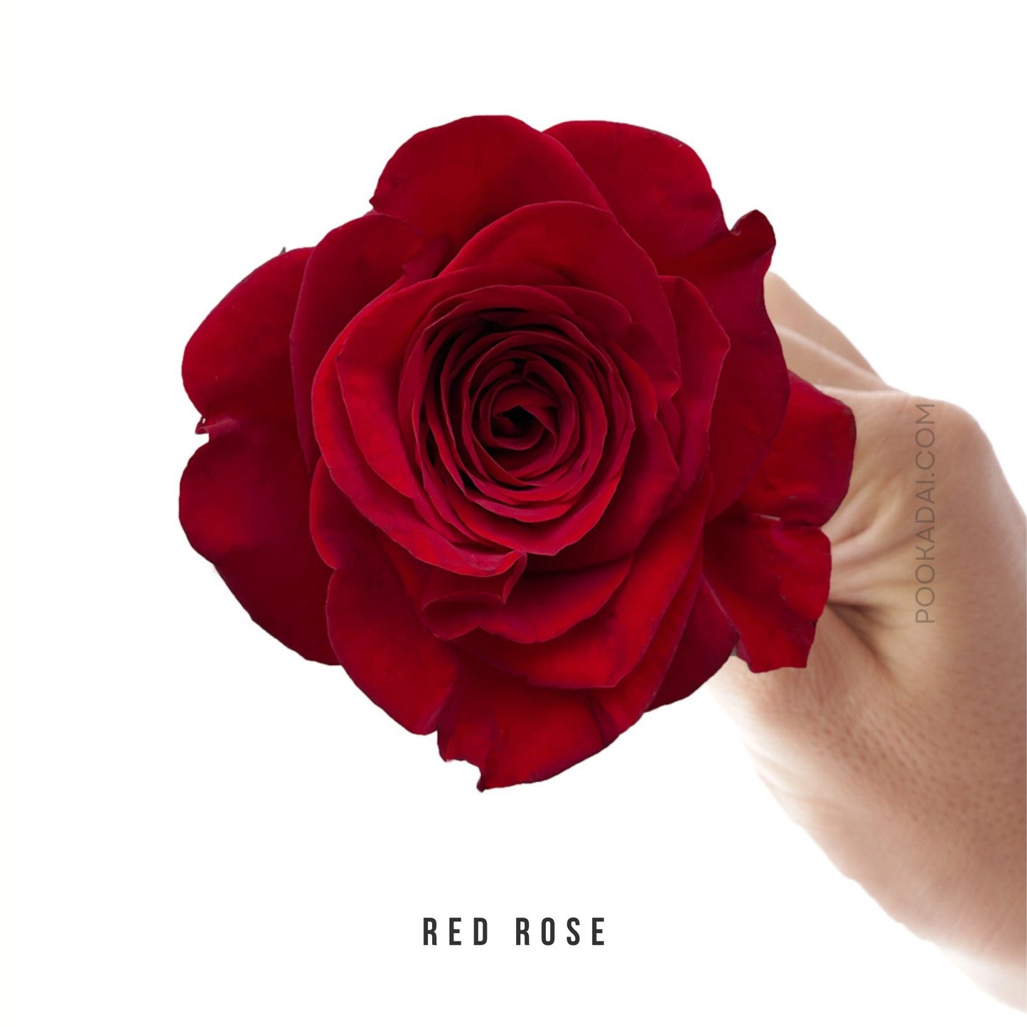 Fresh-Cut Roses - Pookadai Florist Toronto
