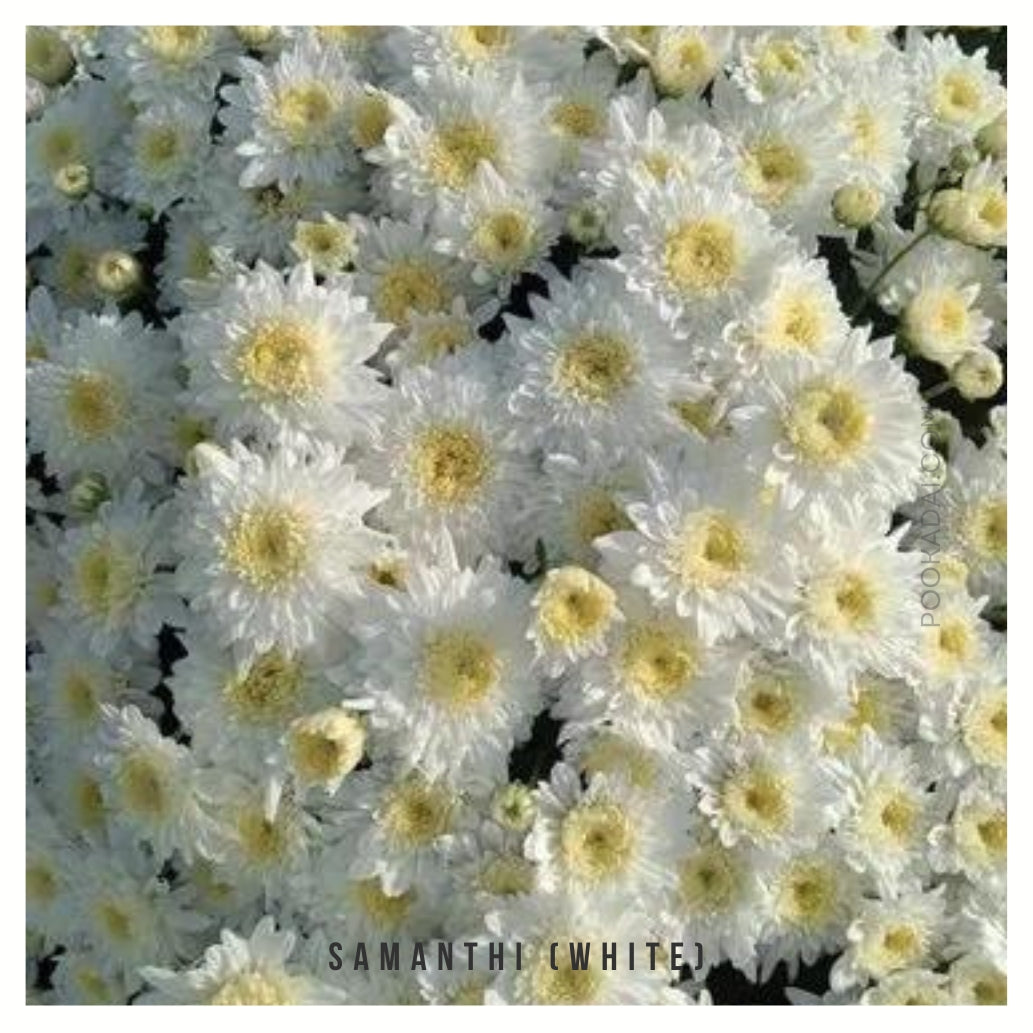 Samanthi / Chamanthi - Pookadai Florist Toronto