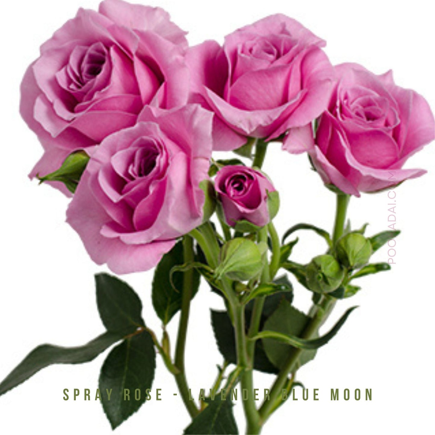 Fresh- cut Spray Roses - Pookadai Florist Toronto