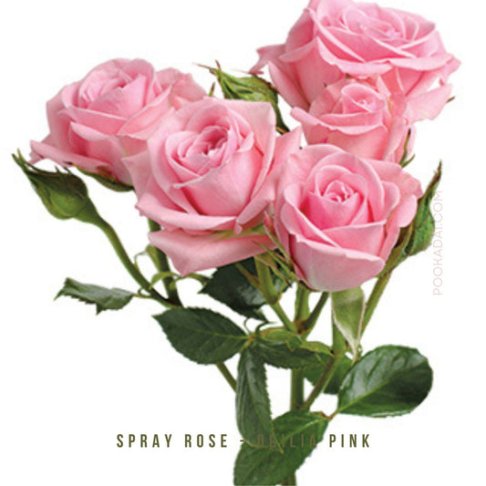 Fresh- cut Spray Roses - Pookadai Florist Toronto