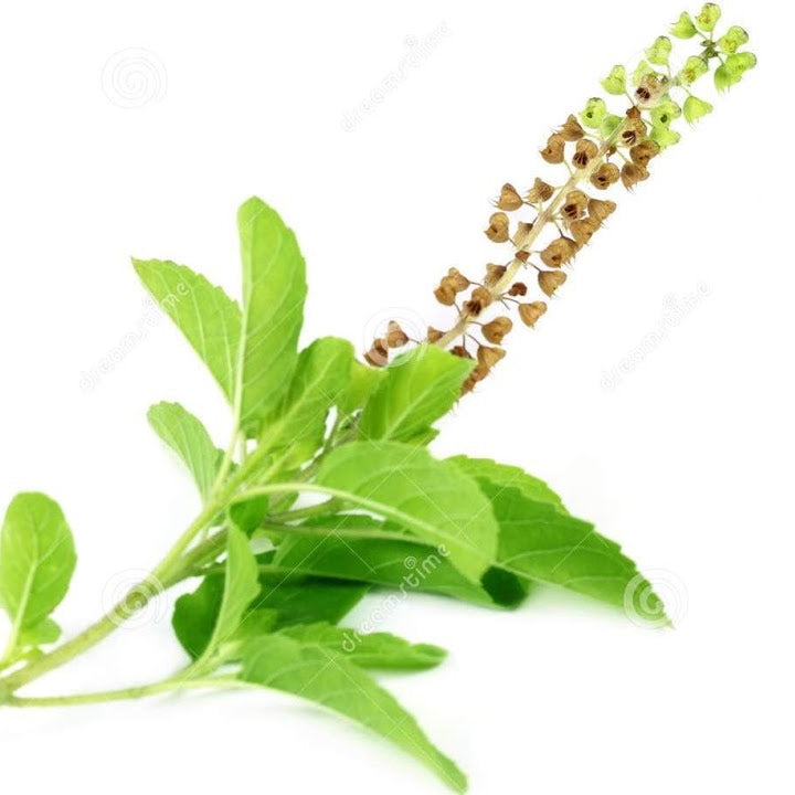 Tulsi Leaves - Thulasi (Holy Basil) - Pookadai Florist Toronto