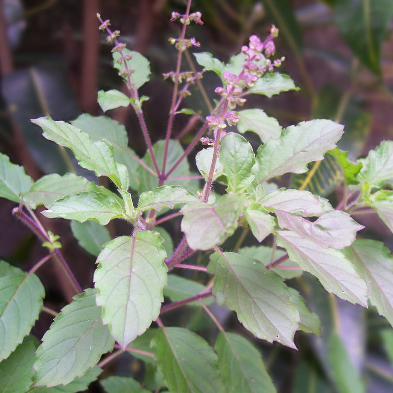 Tulsi Leaves - Thulasi (Holy Basil) - Pookadai Florist Toronto