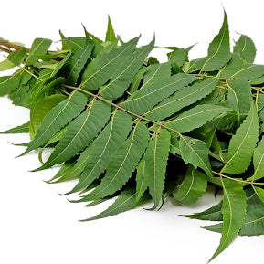 Veppilai / Neem Leaves - Pookadai Florist Toronto