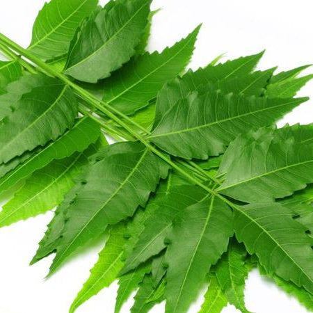 Veppilai / Neem Leaves - Pookadai Florist Toronto