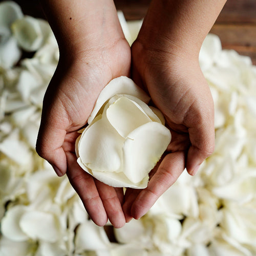 Flower Petals - Fresh Rose Petals - Pookadai Florist Toronto