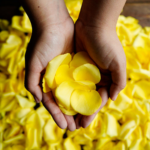 Flower Petals - Fresh Rose Petals - Pookadai Florist Toronto