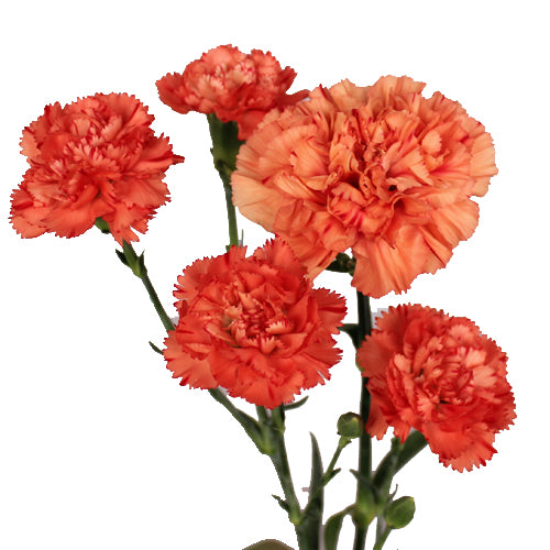Spray Carnations ( Stem ) - Pookadai Florist Toronto