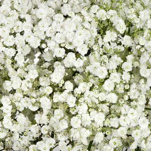 Modern pink and white Carnation strings and delicate Baby’s Breath strings for wedding decor and hair.