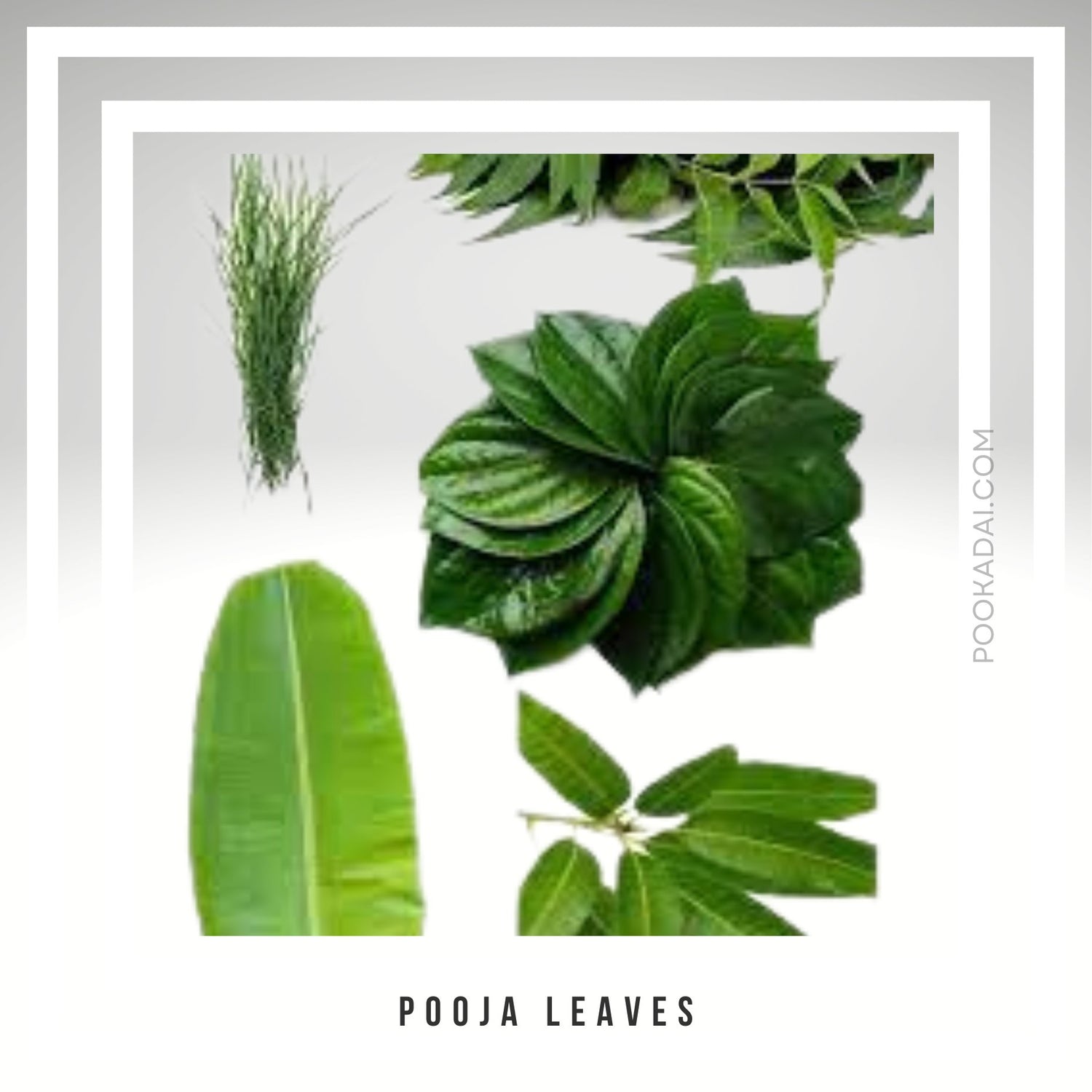 Pooja Leaves Pookadai