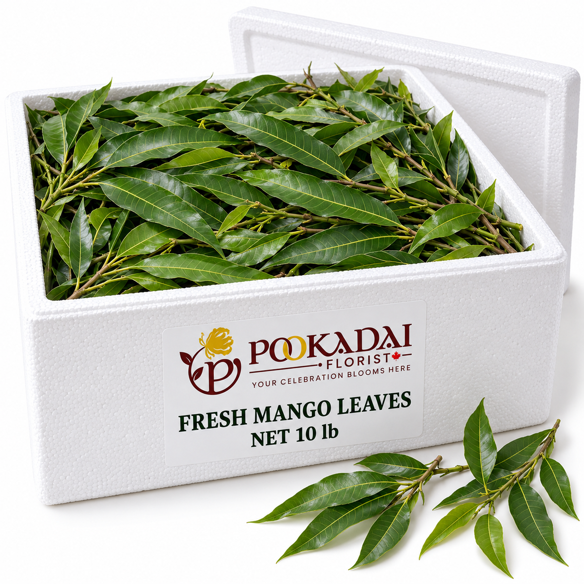 Fresh Mango Leaves | Maavilai | Aam Patte – Bulk Box (10 lb)