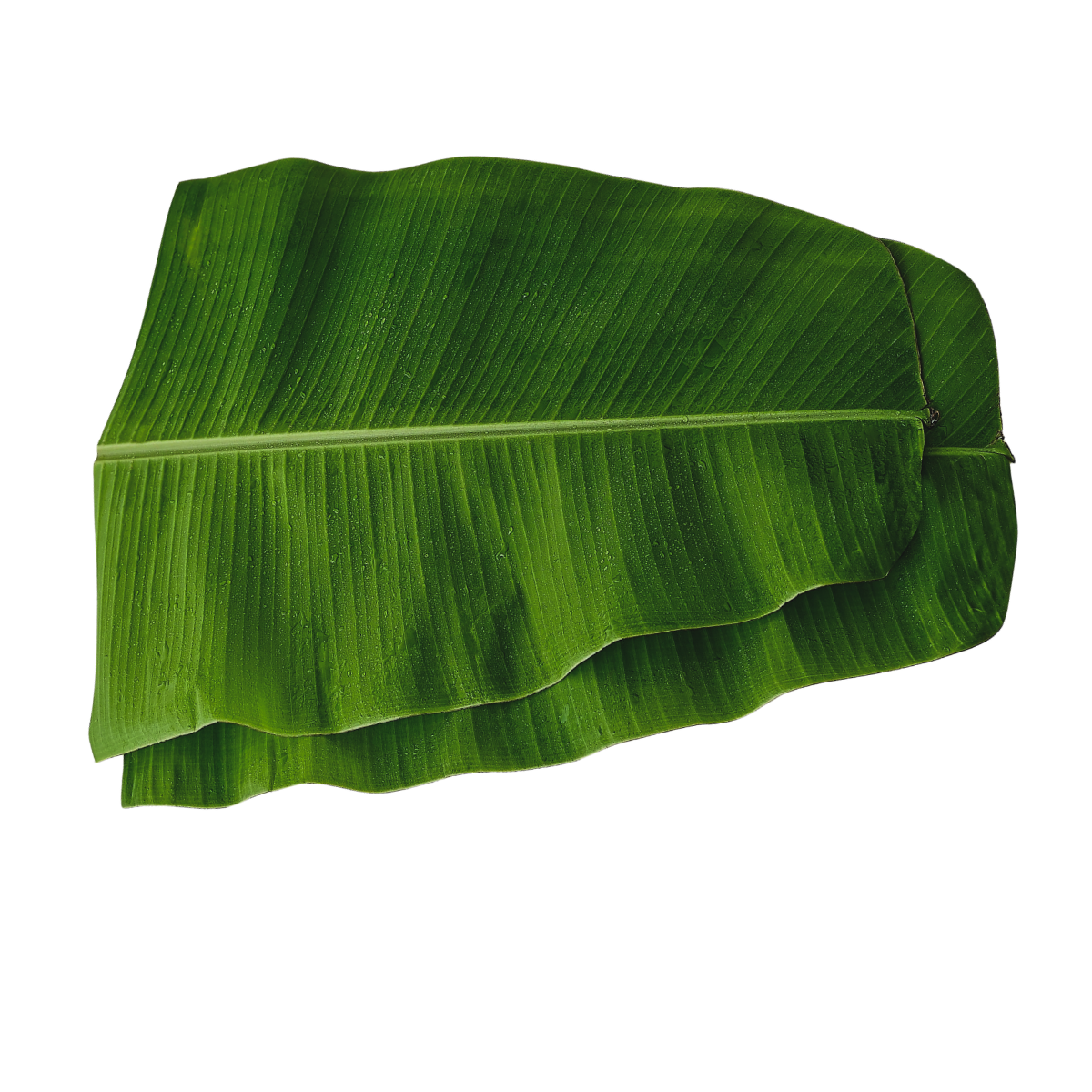 Banana Leaf