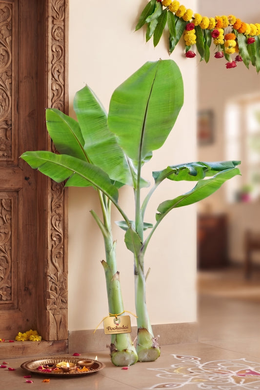 Fresh Festival Banana Stems / Trees (3 ft) – Pair (2 Pcs) | Fresh Cut for Pooja & Festive Décor