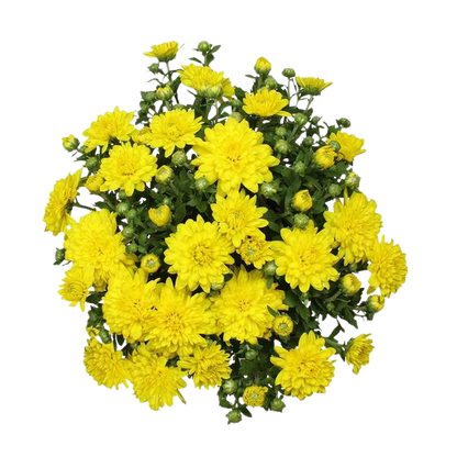 Fresh Chrysanthemum (Mum)