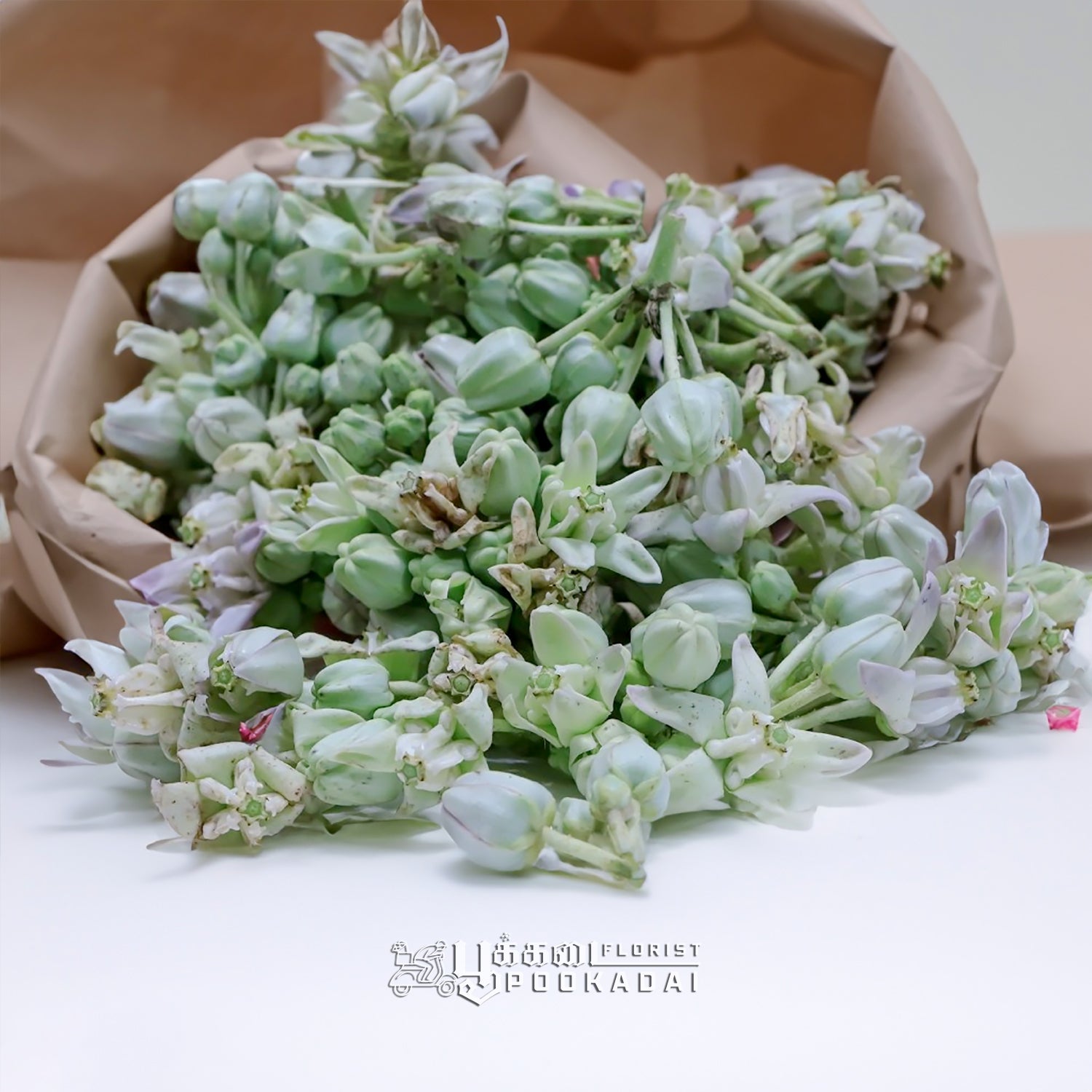 Erukkam Pushpam / Madar Flower - Pookadai Florist Toronto