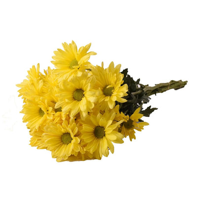 Fresh Cut Daisies
