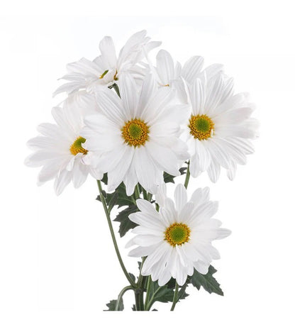 Fresh Cut Daisies