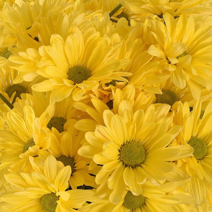 Fresh Cut Daisies