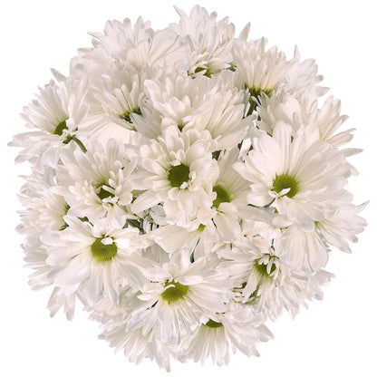 Fresh Cut Daisies