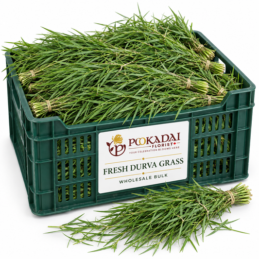 Arugam Grass | Sacred Grass | Durva – Bulk Box (10 KG)