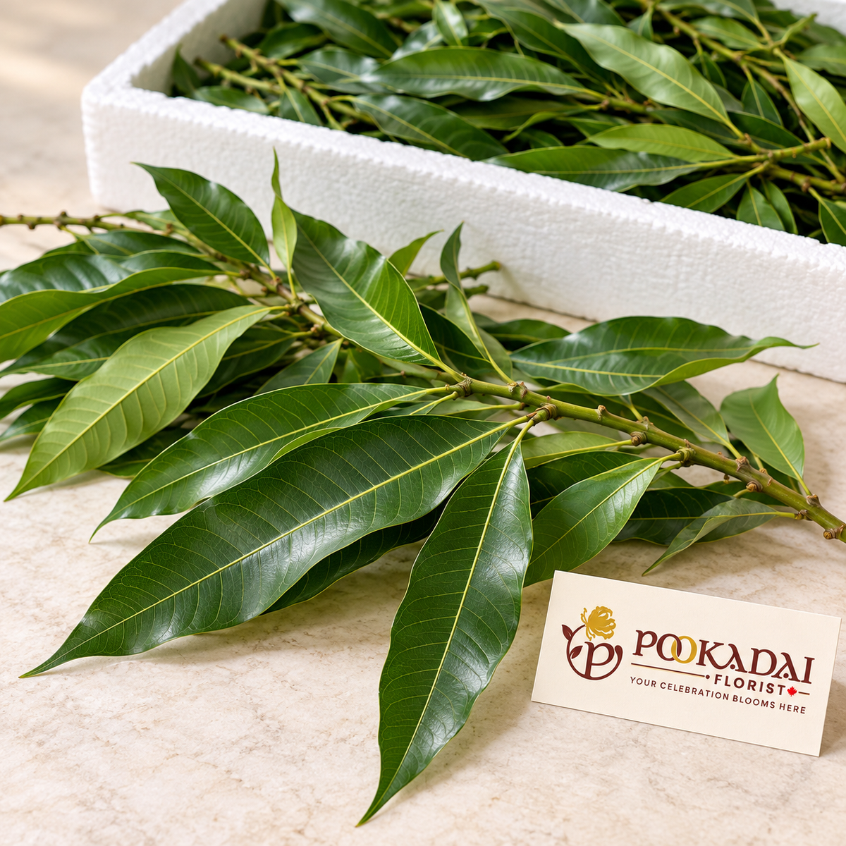 Fresh Mango Leaves | Maavilai | Aam Patte – Bulk Box (10 lb)