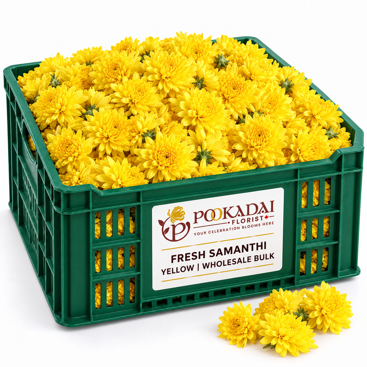 Samanthi | Chrysanthemum Loose – Bulk Box (10 KG)