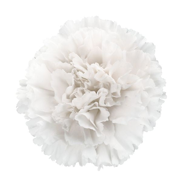 Carnations - Pookadai Florist Toronto