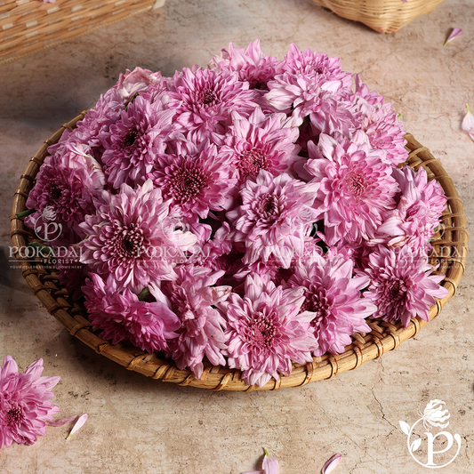 Purple Chrysanthemum | Purple Saamanthi | Purple Guldaudi