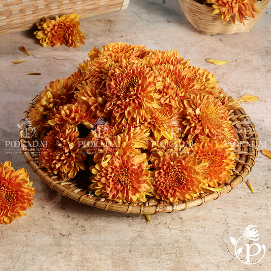 Mustard Chrysanthemum | Mustard Saamanthi | Mustard Guldaudi