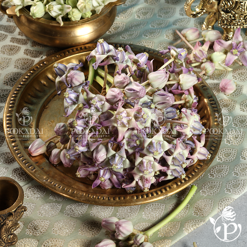 Erukkam Pushpam | Madar Flower | Crown Flower