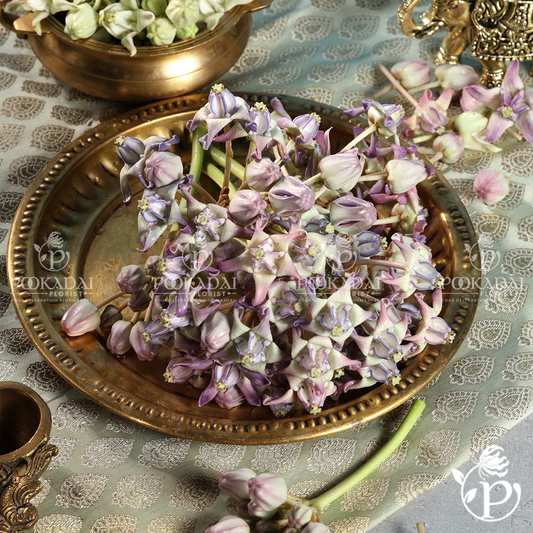 Erukkam Pushpam / Madar Flower