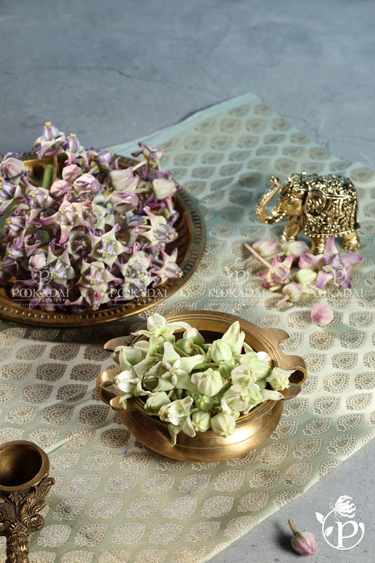 Erukkam Pushpam / Madar Flower