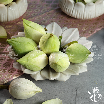 Fresh Lotus | Thamarai Flower | Kamal