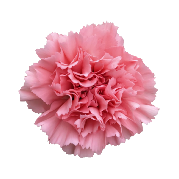 Carnations - Pookadai Florist Toronto