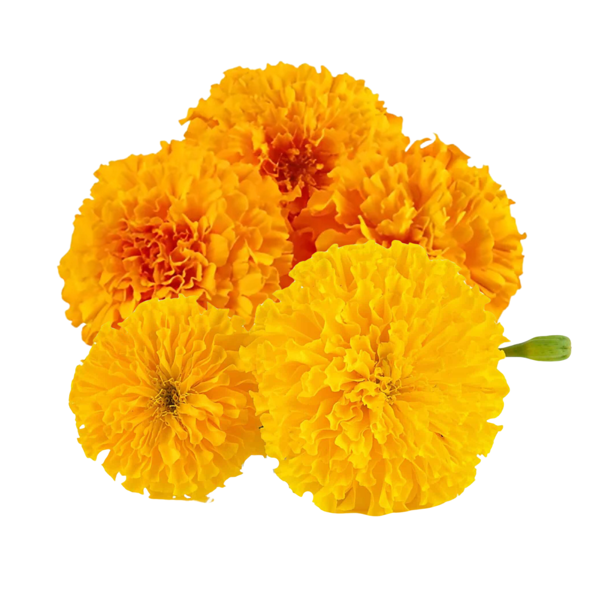 Fresh Marigold