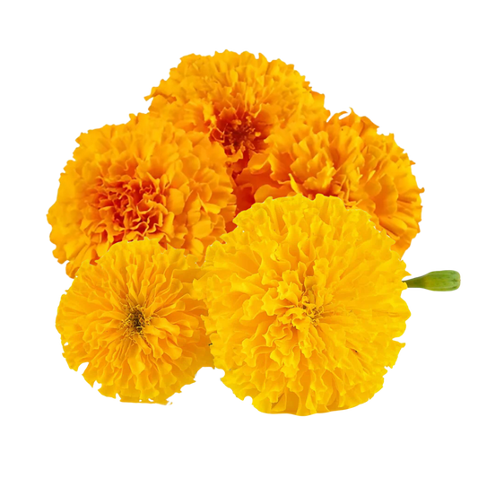 Fresh Marigold